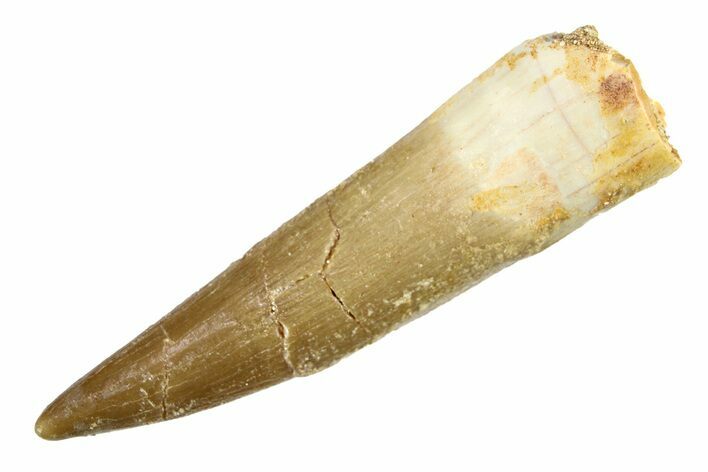 Fossil Plesiosaur (Zarafasaura) Tooth - Morocco #297928